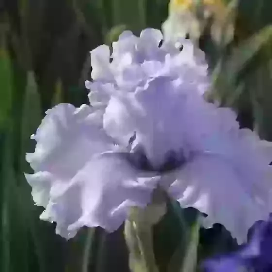 Iris Silverado Bearded Iris